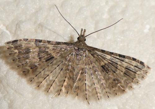 Alucita hexadactyla